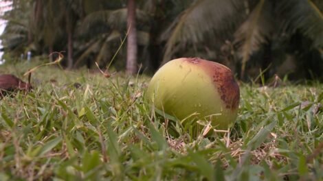 paraipaba-(ce)-conquista-mercado-internacional-com-tecnologia-e-qualidade-no-cultivo-do-coco