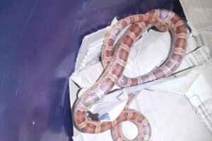 cobra-do-milho-e-encontrada-em-banheiro-de-apartamento-em-fortaleza