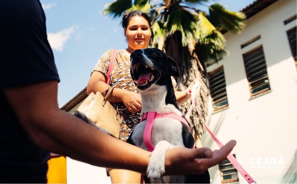 fortaleza-realiza-mutirao-gratuito-de-castracao-de-animais-nos-dias-28-e-29-de-junho