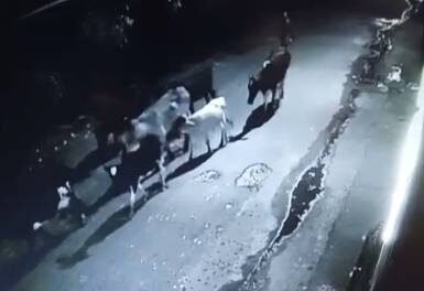 sete-bois-e-vacas-sao-furtados-de-curral-no-bairro-messejana,-em-fortaleza