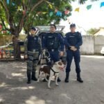 pitbull-entra-em-onibus-e-e-resgatado-pela-guarda-municipal-no-terminal-da-messejana