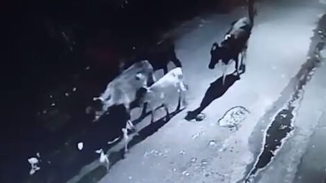 dupla-em-moto-e-flagrada-por-camera-furtando-gado-em-curral-em-fortaleza