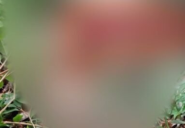 jovem-e-encontrada-morta-com-os-seios-expostos-e-o-rosto-desfigurado-em-caucaia/ce