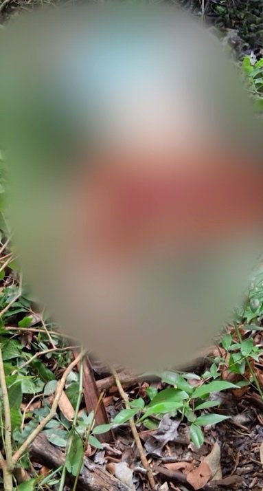 jovem-e-encontrada-morta-com-os-seios-expostos-e-o-rosto-desfigurado-em-caucaia/ce