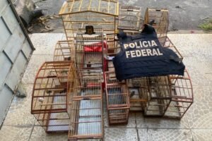 operacao-arace-iii:-pf-cumpre-15-mandados-para-combater-trafico-de-aves-silvestres-no-ceara