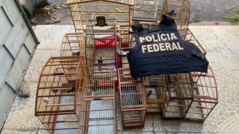 operacao-arace-iii:-pf-cumpre-15-mandados-para-combater-trafico-de-aves-silvestres-no-ceara