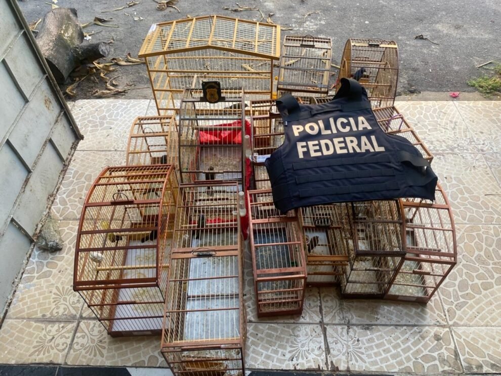 operacao-arace-iii:-pf-cumpre-15-mandados-para-combater-trafico-de-aves-silvestres-no-ceara