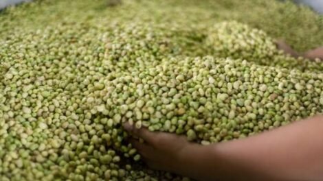 pib-do-ceara-cresce-4,18%-no-1o-trimestre-de-2025-e-supera-media-nacional;-agropecuaria-e-destaque