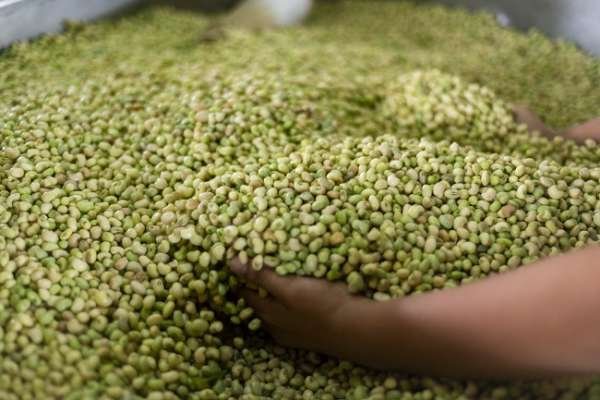 pib-do-ceara-cresce-4,18%-no-1o-trimestre-de-2025-e-supera-media-nacional;-agropecuaria-e-destaque