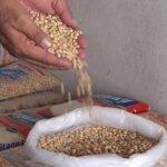 brasil-pode-bater-novo-recorde-na-producao-de-graos-na-safra-2024/2025