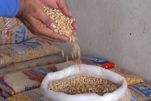 brasil-pode-bater-novo-recorde-na-producao-de-graos-na-safra-2024/2025