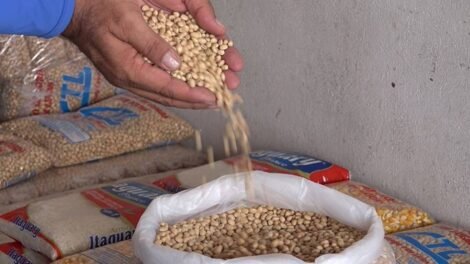 brasil-pode-bater-novo-recorde-na-producao-de-graos-na-safra-2024/2025