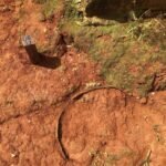 museu-nacional-realiza-nova-escavacao-arqueologica-no-macico-de-baturite,-no-ceara