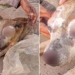 cadela-morre-apos-sofrer-queimaduras-em-fogueira-de-sao-joao-no-cariri