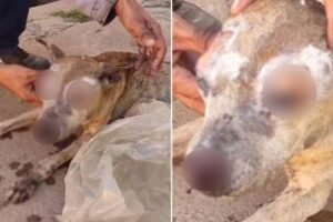 cadela-morre-apos-sofrer-queimaduras-em-fogueira-de-sao-joao-no-cariri