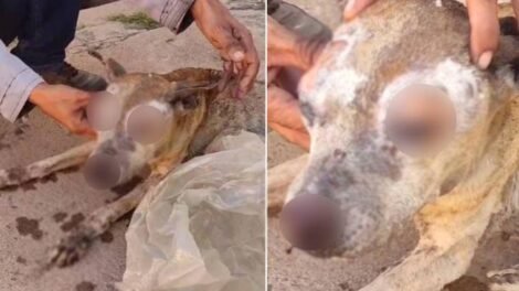 cadela-morre-apos-sofrer-queimaduras-em-fogueira-de-sao-joao-no-cariri