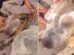 cadela-morre-apos-sofrer-queimaduras-em-fogueira-de-sao-joao-no-cariri