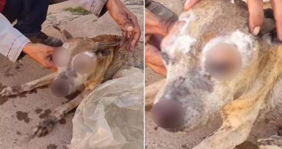 cadela-morre-apos-sofrer-queimaduras-em-fogueira-de-sao-joao-no-cariri