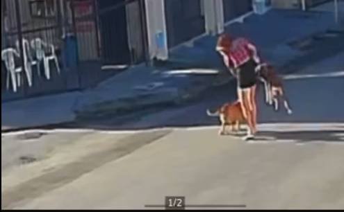 pitbull-ataca-cadela-em-rua-de-fortaleza-e-animal-e-salvo-por-policiais-militares