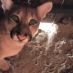 onca-e-encontrada-em-barraca-de-praia-em-camocim,-no-ceara