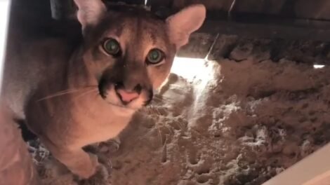 onca-e-encontrada-em-barraca-de-praia-em-camocim,-no-ceara