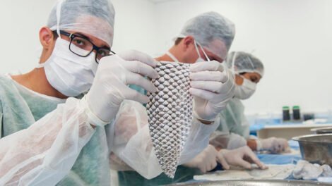 ufc-anuncia-empresa-que-vai-produzir-pele-de-tilapia-para-uso-medicinal