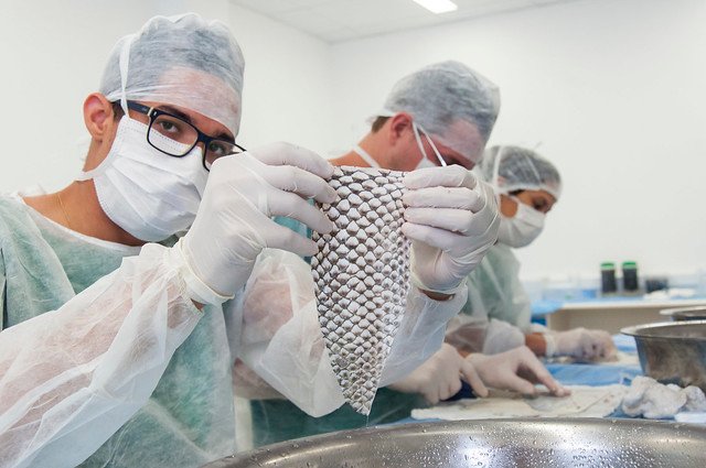 ufc-anuncia-empresa-que-vai-produzir-pele-de-tilapia-para-uso-medicinal