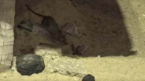 proliferacao-de-ratos-na-av.-beira-mar-de-fortaleza-preocupa-comerciantes-e-visitantes