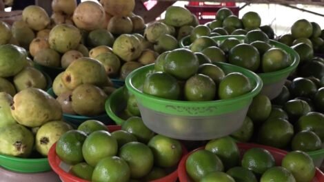 frutas-ajudam-a-fortalecer-a-imunidade-contra-a-gripe-durante-o-periodo-de-ferias-escolares