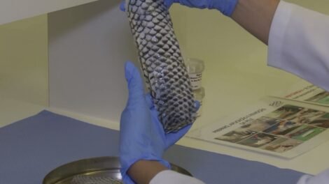 pesquisa-do-ceara:-pele-de-tilapia-podera-ser-produzida-em-larga-escala-para-tratamentos-medicos