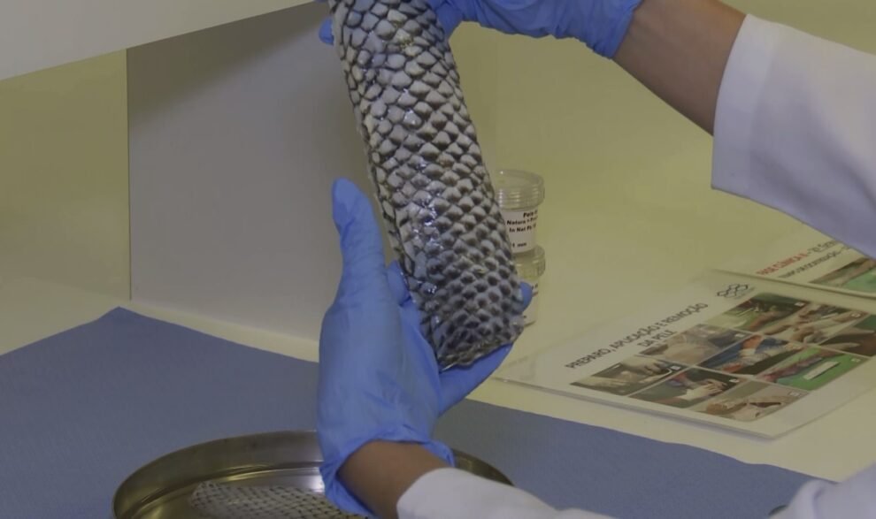 pesquisa-do-ceara:-pele-de-tilapia-podera-ser-produzida-em-larga-escala-para-tratamentos-medicos