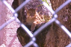 zoologico-de-fortaleza-se-prepara-para-reabrir-apos-dois-anos-fechado-para-reforma