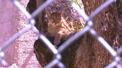 zoologico-de-fortaleza-se-prepara-para-reabrir-apos-dois-anos-fechado-para-reforma