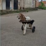 morre-frederico,-cabritinho-que-emocionou-as-redes-sociais-com-cadeira-de-rodas-improvisada