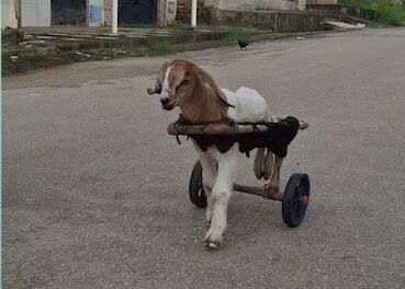 morre-frederico,-cabritinho-que-emocionou-as-redes-sociais-com-cadeira-de-rodas-improvisada