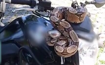 motociclista-e-surpreendido-por-jiboia-descansando-em-guidao-de-moto-em-fortaleza