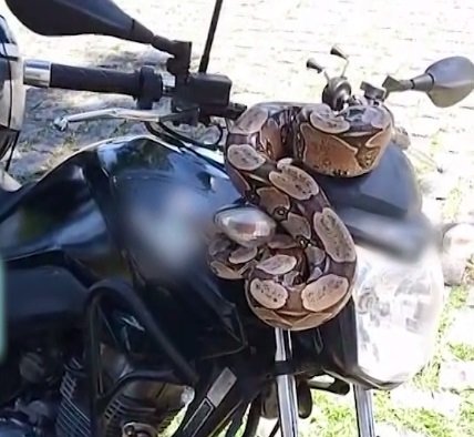 motociclista-e-surpreendido-por-jiboia-descansando-em-guidao-de-moto-em-fortaleza