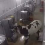 vaca-desorientada-invade-fabrica,-assusta-funcionarios-e-quebra-maquinas-em-maracanau/ce