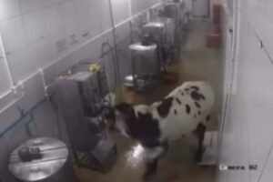 vaca-desorientada-invade-fabrica,-assusta-funcionarios-e-quebra-maquinas-em-maracanau/ce