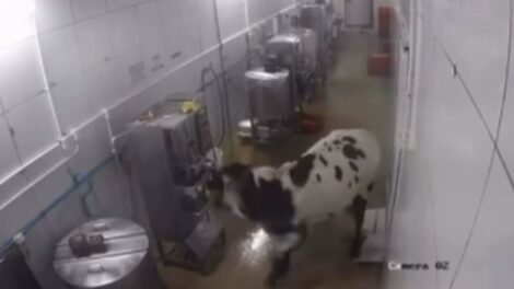 vaca-desorientada-invade-fabrica,-assusta-funcionarios-e-quebra-maquinas-em-maracanau/ce