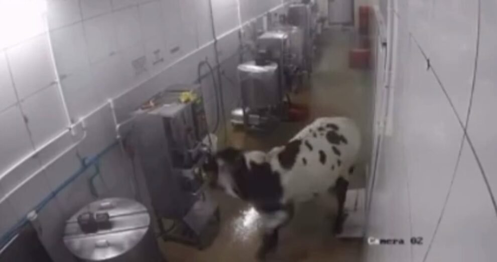 vaca-desorientada-invade-fabrica,-assusta-funcionarios-e-quebra-maquinas-em-maracanau/ce