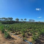 plantacao-com-12-toneladas-de-drogas-avaliadas-em-r$24-milhoes-e-localizada