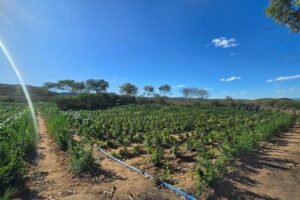 plantacao-com-12-toneladas-de-drogas-avaliadas-em-r$24-milhoes-e-localizada