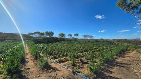 plantacao-com-12-toneladas-de-drogas-avaliadas-em-r$24-milhoes-e-localizada