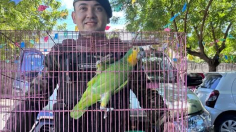 guarda-municipal-realiza-resgate-de-tres-animais-silvestres-em-fortaleza