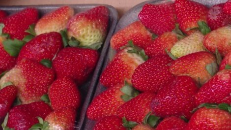 sucesso-do-morango-do-amor-gera-alta-de-ate-50%-no-preco-da-fruta-na-ceasa-ce
