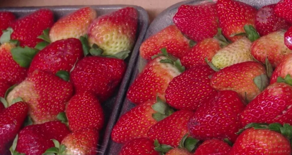 sucesso-do-morango-do-amor-gera-alta-de-ate-50%-no-preco-da-fruta-na-ceasa-ce
