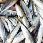 apos-tarifa-de-50%-dos-eua,-governo-pode-comprar-peixes-do-ceara-para-merenda-escolar