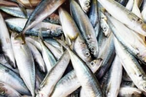 apos-tarifa-de-50%-dos-eua,-governo-pode-comprar-peixes-do-ceara-para-merenda-escolar