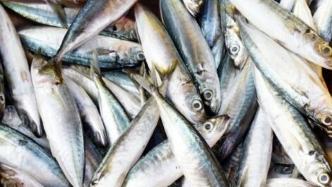 apos-tarifa-de-50%-dos-eua,-governo-pode-comprar-peixes-do-ceara-para-merenda-escolar